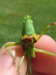 Image result for Ruspolia australis