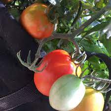This is a determinate variety, which means it bears a full crop all at once. Fall Tomatoes When To Plant Varieties Harvesting Tips The Sage