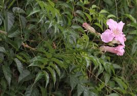 Image result for Podranea