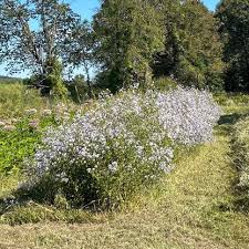 Image result for Aster harveyanus