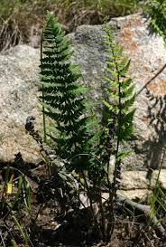 Image result for Cheilanthes inaequalis