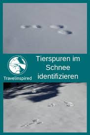 Ihr habt es gleich geschafft das skigebiet ist nur mehr wenige. Schneeschuhwandern In Tirol Tierspuren Im Schnee Travelinspired Tierspuren Tierspuren Im Schnee Schneeschuhwandern