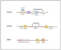 Cancers | Free Full-Text | DNA Repair Mechanisms, Protein Interactions and  Therapeutic Targeting of the MRN Complex