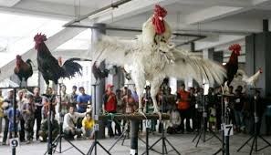 Kontes Ayam Ketawa Ayam Jantan Ayam Tertawa