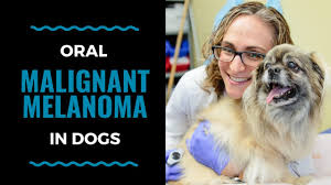Single lung tumors that originate within the lung may be surgically removed in some cases.tests that. Signs Your Dog Has Lung Cancer The Best Treatments Options For Your Dog Vlog 104 Youtube