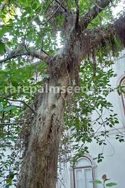 Image result for Ficus sur