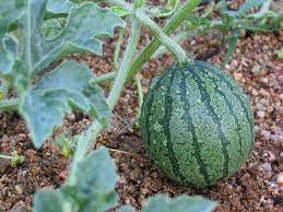 Maybe you would like to learn more about one of these? How To Grow Watermelon For Flavor