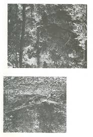 Image result for Lindackeria fragrans