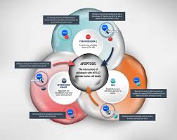Посмотрите твиты по теме «#plitidepsina» в твиттере. Pharmamar Discovers New Data On The Mechanism Of Action Of Plitidepsin In Tumor Cells Eurekalert Science News