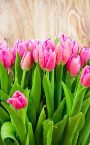 Tulips Live Wallpaper Download Tulips Live Wallpaper 10 0 Android Free Download Mobogenie Com Tulips Flowers Live Wallpapers