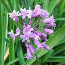 Image result for Tulbaghia fragrans