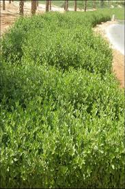 Image result for Pycreus elegantulus