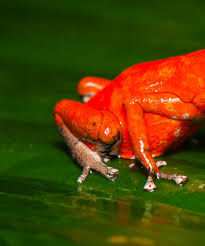 Image result for Fadogia tomentosa