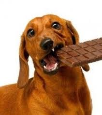 Chocolat Et Chien Explications Et Conseils En Cas D Intoxication Chien Chat Chien Animaux Domestiques