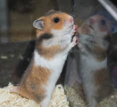 Black And White Syrian Hamster For Sale Wonderland S M Poikueen Kuvat Hamster Life Syrian Hamster Hamster