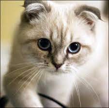 ucretsiz scottish fold
