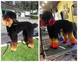 Chocolate brown or all over one colour such as black £55. How To Color A Black Dog With Opawz Lightening Cream