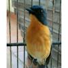 Selain itu, burung yang mabung dan melakukan masteran sangat cocok dilakukan untuk menghilangkan suara kicuan mati atau kicauan setan pada burung. Https Encrypted Tbn0 Gstatic Com Images Q Tbn And9gcrkfably0mz2fxt Phjkzwfebl6sbxmsrtb1pchr3 V Lszl5bf Usqp Cau