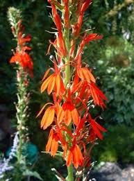 Cardinal Flowers Lobelia Cardinalis If Cardinal Flowers Had A Nice Ring To It We Would Have Named Our Busines Cardinal Flower Milkweed Plant Habitat Garden