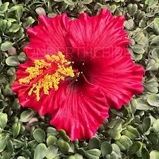 Image result for Hibiscus seineri
