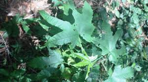 Image result for Triplochiton zambesiacus