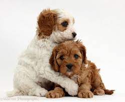 The cavapoo is not a purebred dog. Cavapoo Puppies Nc Cavapoo Puppies Cavachon Dog Puppies