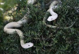 White Albino Japanese Rat Snakes Are Seen At A Snake Viewing Facility In Iwakuni Toru Hanai Reuters Albino Animals Albino Rat Snake
