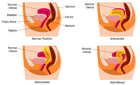 Image result for uterus