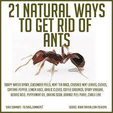 What could be in there that's better than their colony? Pin By Jodi Gudewicz On Gardening Get Rid Of Ants Ants Pest Control