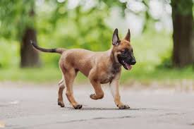 The belgian malinois breed has a short coat and is often black, mahogany, and fawn in color. How Much Does A Belgian Malinois Cost The Ultimate Price Guide Perfect Dog Breeds