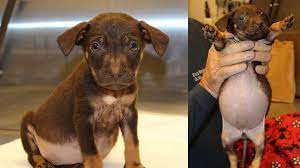Find puppies and breeders in your area and helpful information. Rispca Again Warns Public Of Purchasing Pets On Craigslist Wjar