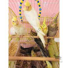 satilik kus panosundaki pin