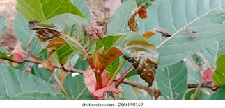 Image result for Mitragyna rubrostipulata