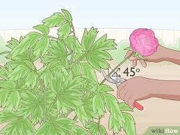 Check spelling or type a new query. Simple Ways To Trim Peony Bushes 12 Steps With Pictures