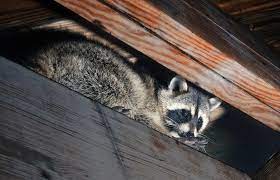 Man sollte schuhüberzieher benutzen, damit man keinen waschbärkot (die eier des waschbärspulwurms) im haus verteilt. Waschbar Auf Dem Dachboden Was Ist Zu Tun