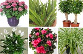 Pin Pa Summer Tradgard Vaxter Garden Plants