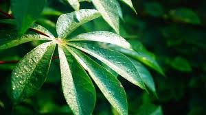 Rebus sampai mendidih dan masukkan tahu. 5 Resep Daun Singkong Sedap Menggugah Selera Ragam Bola Com
