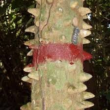 Image result for Strephonema mannii