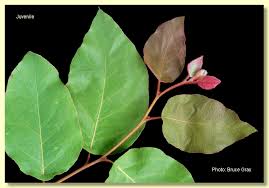 Image result for Eucalyptus torelliana