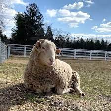 20 seconds of pure Huxley bliss 🐑 Does Huxley look like “the depressed  ram” to you? That was what visitors referred to him as at the zoo. Now, he  doesn't... | By