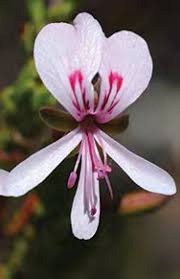 Image result for Syncolostemon linearis
