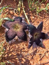 Image result for Tridentea marientalensis