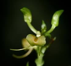 Image result for Liparis bowkeri