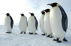 Melting Sea Ice Threatens Emperor Penguins Penguins Emperor Penguin All About Penguins