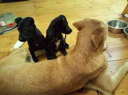 Browse thru thousands puggle dogs for adoption near in usa area listings on puppyfinder.com to find your perfect match. North Star Dog Rescue Look Who S Arrived In Vt 2 Adorable Playful Cuddly Puppies Available For Adoption Just 10 Weeks Old And 7 Lbs A Piece Lotus Boy Lora Girl