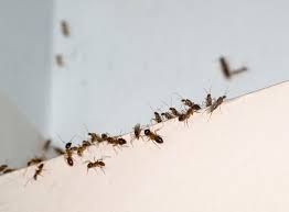Pest control around homes can keep over 180 different species of insects away from the perimeter of a home. Control Household Pests Without Scary Poisons Nrdc