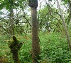 Image result for Gnidia glauca