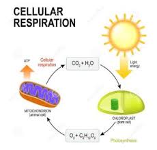 The main product of cellular respiration is atp; Ib Bio Sl Cellular Respiration Respiration Quiz Quizizz