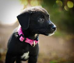 Black And White Collie Mix Looks Like My Girly Lab Mix Puppies Border Collie Mix Puppies Border Collie Lab Mix