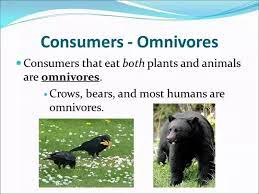 We have solved this clue. What Are Some Examples Of Consumers That Eat Plants And Animals Quora